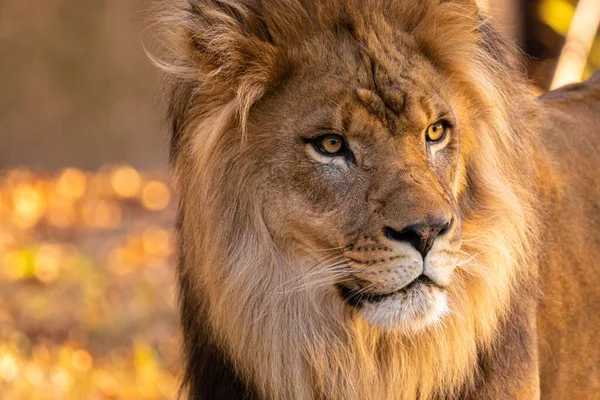 Ένα Πορτραίτο Ενός Νεαρού Βασιλιά Των Λιονταριών Μια Ηλιόλουστη Μέρα — Φωτογραφία Αρχείου