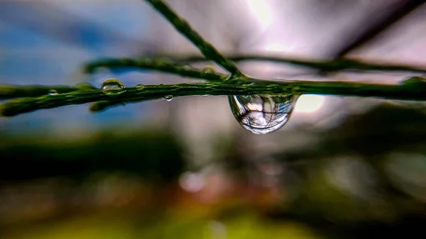 Tiro Enfoque Superficial Una Gota Agua Tallo —  Fotos de Stock