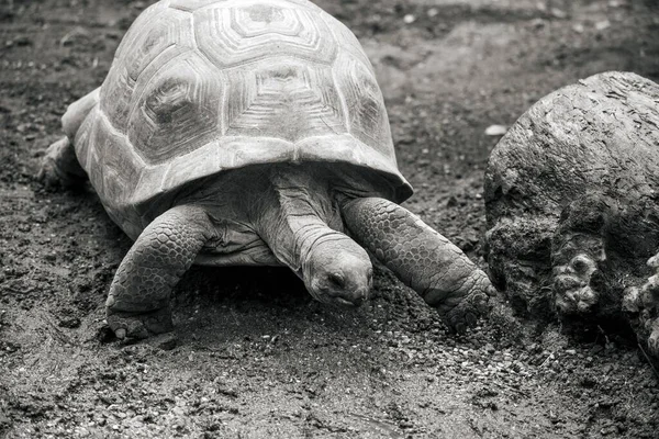 Uma Escala Cinza Uma Tartaruga Gigante Aldabrachelys Gigantea Chão — Fotografia de Stock