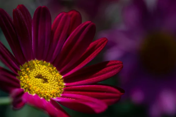 Макрос Красочных Цветов Середине Размытого Поля — стоковое фото