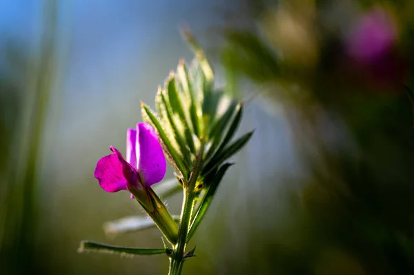 Makro Aus Bunten Blumen Inmitten Eines Verschwommenen Feldes — Stockfoto