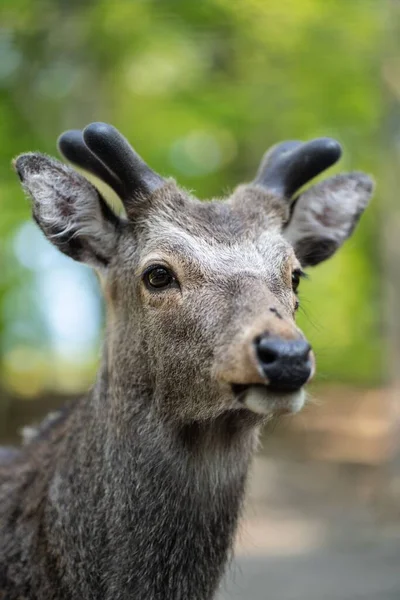 Vertical Closeup Adorable Yezo Sika Deer Blur Background — Stock Photo, Image