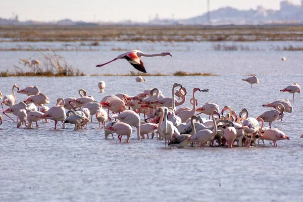 Antenn Utsikt Över Flocken Flamingos Stående Sandig Mark — Stockfoto