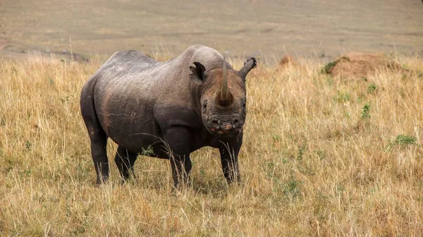 Krásný Záběr Nosorožce — Stock fotografie