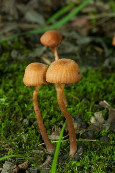 Fotografie Verticală Galerina Marginata Creștere Natura Sălbatică — Fotografie, imagine de stoc