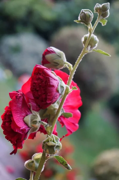 Closeup View Red Alcea Rosea Scarlett Flower — Stock Photo, Image