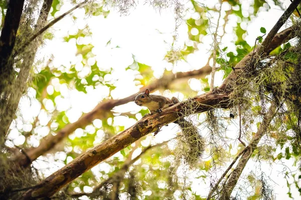 低角度ショットのかわいいブラジルリス上の木の枝にBokeh背景 — ストック写真