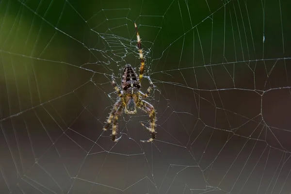 Spinne Sitzt Auf Ihrem Netz — Stockfoto