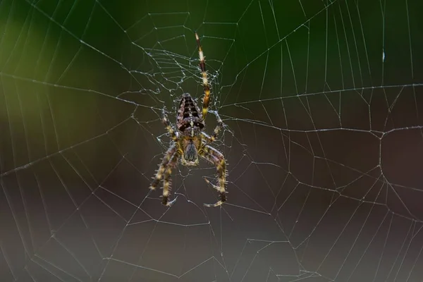 Aranha Está Sentada Sua Rede — Fotografia de Stock