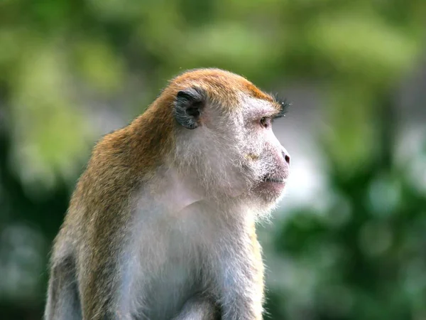 Gros Plan Singe Macaque Macaca Regardant Côté — Photo