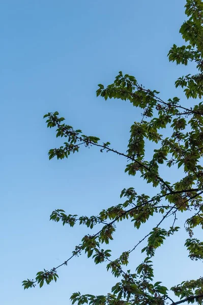 青空の下で栗の木の下からの眺め — ストック写真