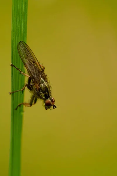 Primer Plano Vertical Una Mosca Sobre Fondo Borroso — Foto de Stock