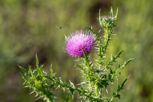 A closeup of purple Milk thistles growing with green thorns in a meadow