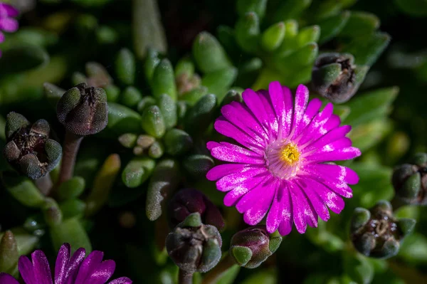 Macro Van Kleurrijke Bloemen Midden Een Wazig Veld — Stockfoto