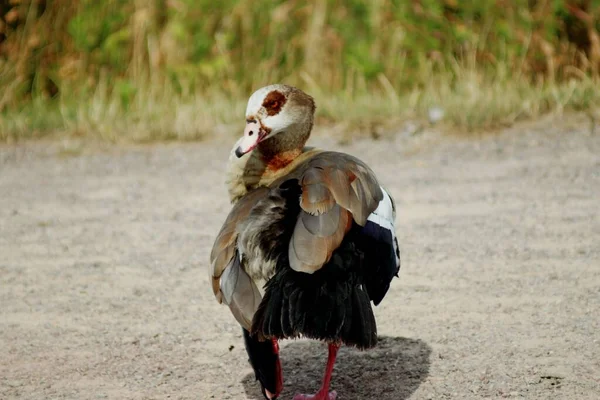 Mısırlı Ördek Kuşu — Stok fotoğraf