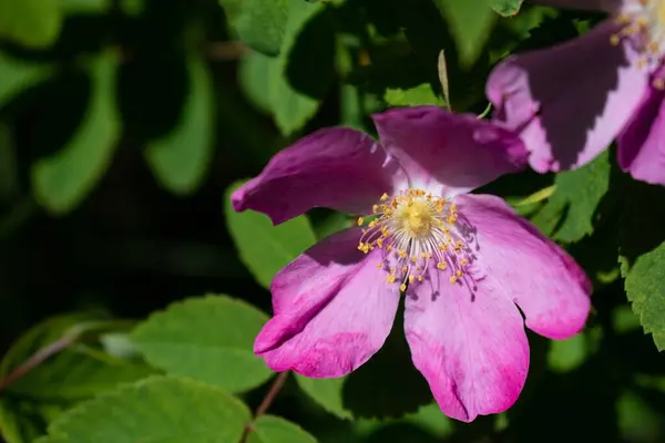 Zbliżenie Ujęcia Dzikiej Róży Biodro — Zdjęcie stockowe
