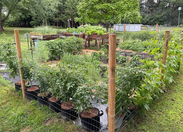 Ein Kleiner Garten Mit Gemüse Und Pflanzen Umgeben Von Einem — Stockfoto