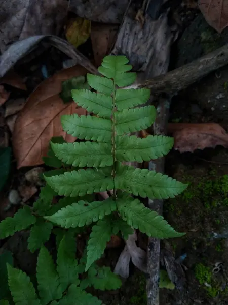 Top View Lush Green Wet Fern Forest — Stock Photo, Image