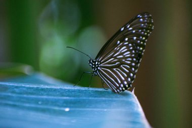 Yeşil bulanık arkaplan üzerinde çizgili mavi karga kelebeğinin (Euploea mulciber) yakın çekimi