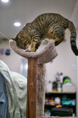 Kedi ağacında oturan gri tekir kedinin dikey görüntüsü.