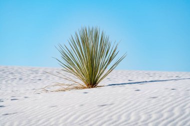 White Sands Ulusal Parkı, New Mexico, ABD 'de büyüyen bir yukka bitkisi.