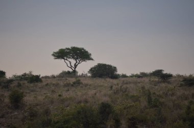 Akşam safaride yetişen bir akasya ağacı.