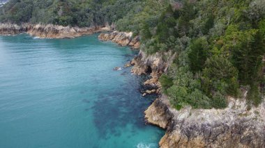 Deniz kenarındaki ağaçların kuş bakışı görüntüsü.