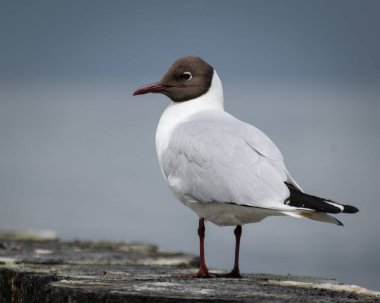 Siyah kafalı şirin bir martının yakın plan portresi.