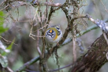 Madeira 'nın dalın üzerine konmuş seçici bir odak noktası.