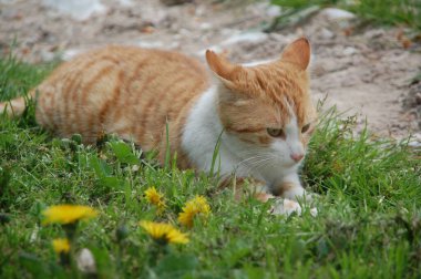 Turuncu bir tekir kedinin, açgözlü bir çimenlikte uzanmış görüntüsü.