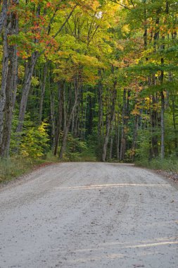 Pictured Rocks Ulusal Lakeshore 'daki sonbahar ormanında toprak bir yol.