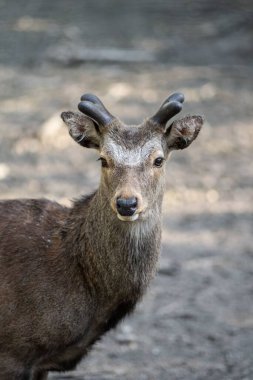 Arka planda sevimli bir Yezo Sika geyiğinin dikey yakın çekimi.