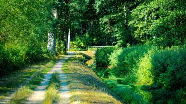 Güneşli bir günde güzel bir ormanın alçak açılı manzarası
