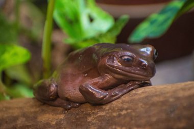 Bir Avustralya yeşil ağaç kurbağasının yakın çekimi.