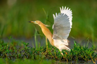 Tatlı bir Squacco balıkçıl güneşli bir günde uçmaya hazırlanıyor.