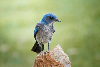 Güzel bir Woodhouse Scrub Jay kahverengi bir taşın üzerine tünemişti.