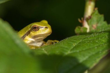 Bulanık arka planda bir daldaki ağaç kurbağasının yakın plan portresi.