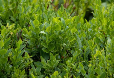 Böğürtlen dallarına yakın çekim, olgunlaşmamış, yeşil, vahşi