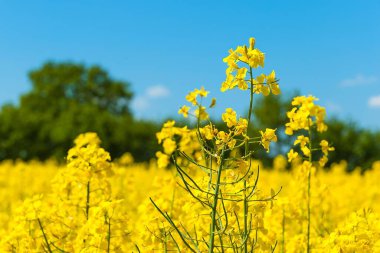 Kuzey Almanya 'da mavi bir gökyüzünün altındaki tarladaki kolza tohumu bitkilerinin güzel bir manzarası