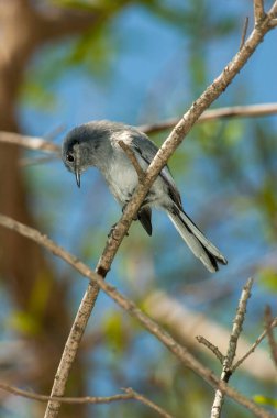 Yeşil bir ağacın dalına tünemiş Maskeli bir sinek yakalayıcısının dikey yakın çekimi