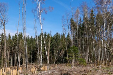 Kesik ağaçlı bir orman