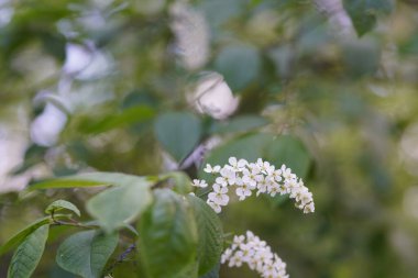 Ormanda yeşil bir bitki