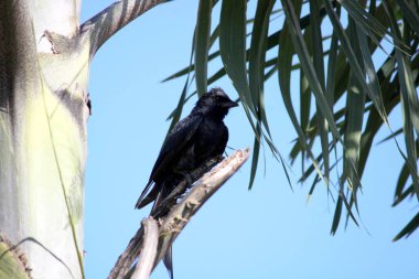 Ağaçta oturan siyah bir drongo kuşu.