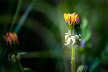 Bulanık bir alanın ortasında renkli çiçeklerin makrosu