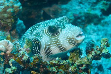 Su altı bitkisinin Kirpi Balığı 'nın yakın plan çekimi.