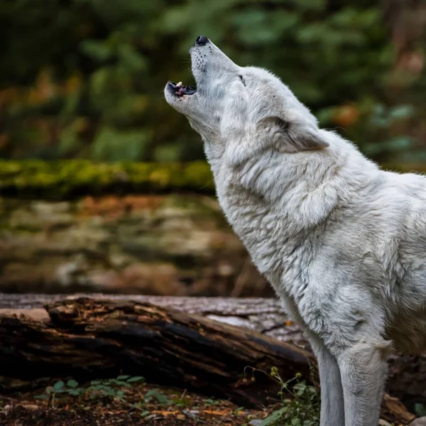 Closeup Shot White Wolf Standing Tree Trunk Roaring — Stock Photo, Image