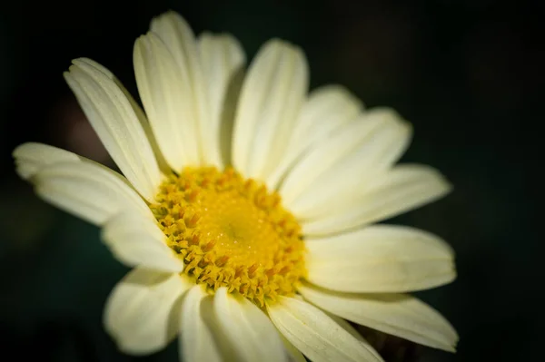 Makro Aus Bunten Blumen Inmitten Eines Verschwommenen Feldes — Stockfoto