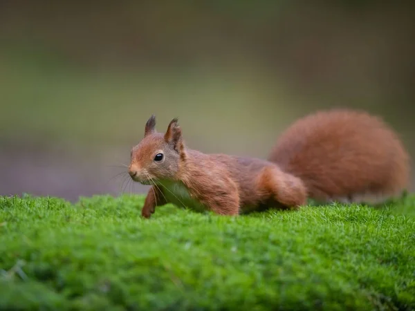 Nahaufnahme Eines Niedlichen Eichhörnchens Mit Pelzigem Schwanz Gras — Stockfoto