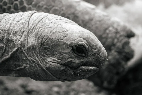 Grayscale Giant Turtoise Aldabrachelys Gigantea Ground — стоковое фото