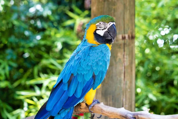 Die Nahaufnahme Eines Bunten Ara Papageien Der Auf Dem Ast — Stockfoto